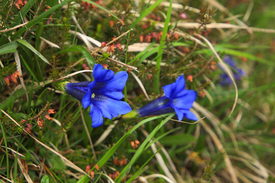 Close up from Gentiana clusii in alps mountains