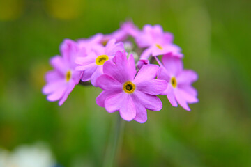 Macro Photography of Primula farinosa (flour primrose) in alps mountains