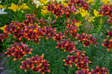 Multicolor lily flower macro photography in a summer day. Bright garden flowers with bicolor petals on a green background closeup photo.	