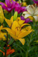 Blooming yellow lilies in a summer sunset light macro photography. Garden lily flowers with bright orange petals in summertime, close-up photography. Large flowers in sunny day floral background.