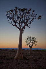 Quiver Trees at sunset - Namibia Fish River Canyon
