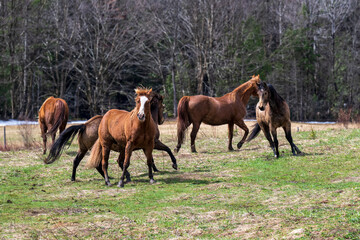 Fototapeta premium Beautiful horses having fun in a field
