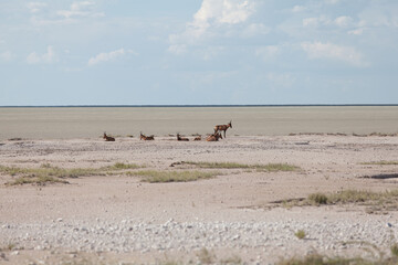 Fototapeta na wymiar Hartebeest group at Etosha Park in Namibia