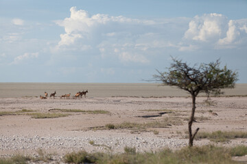 Fototapeta na wymiar Hartebeest group at Etosha Park in Namibia
