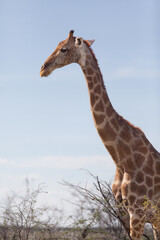 Giraffe profile portrait at Etosha Park in Namibia