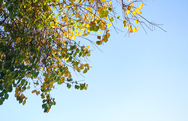 A tree with yellow leaves