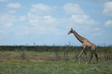 Giraffe portrait at Etosha Park in Namibia