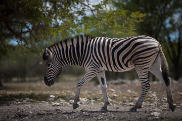 Zebra at Etosha National Park in Namibia