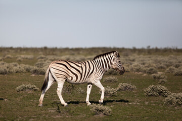 Obraz na płótnie Canvas Wild Zebra at Etosha National Park in Namibia