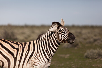 Fototapeta na wymiar Wild Zebra at Etosha National Park in Namibia