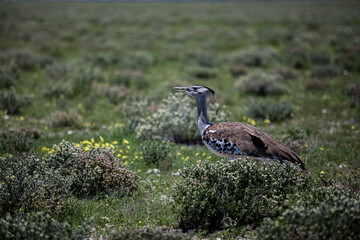 Kori Bustard in a green field - Etosha, Namibia - ardeotis koribeak