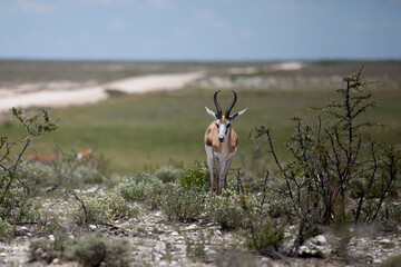 Springbok at Etosha Park in Namibia - obrazy, fototapety, plakaty