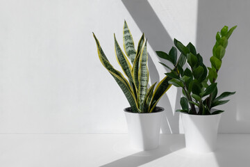 Home plants zamioculcas and sansevieria trifa in flower pots on a white background. The concept of...