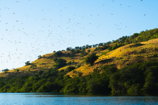 A flock of flying foxes on the island of Flores, against the backdrop of a beautiful landscape, Indonesia.