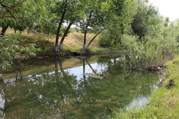 A stream with trees around it