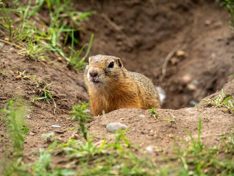 A prairie dog near its hole looks intently into the camera.
