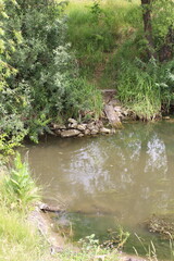 A small pond in the woods