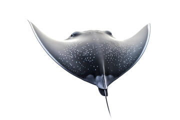 Manta Ray isolated on white background with clipping path. Full Depth of field. Focus stacking. PNG. Generative AI - obrazy, fototapety, plakaty