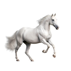 Naklejka na ściany i meble White arabian horse isolated over a white background with clipping path. Full Depth of field. Focus stacking. PNG. Generative AI