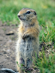 Naklejka na ściany i meble A prairie dog is standing on its hind legs on a grassy lawn and carefully looking around.