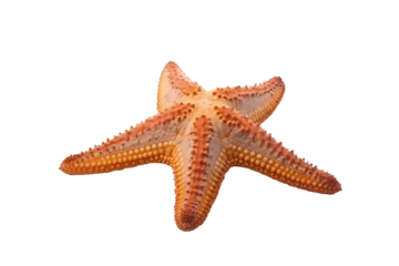 Starfish or sea star isolated on white background with clipping path. Full Depth of field. Focus stacking. PNG. Generative AI