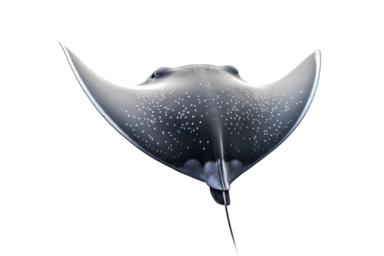 Manta Ray isolated on white background with clipping path. Full Depth of field. Focus stacking. PNG. Generative AI