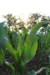 A close-up of some leaves