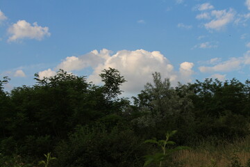 Obraz premium A group of trees with blue sky and clouds