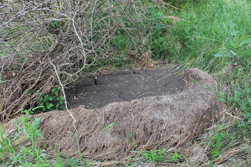 A large rock in the grass