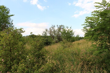 Fototapeta premium A grassy area with trees and bushes