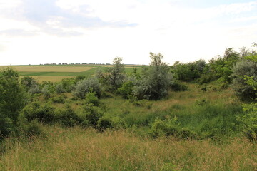 A grassy field with trees