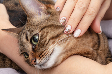 A woman's hands stroke the cat's head. Female hands with art nails. Perfect artificial fingernails...
