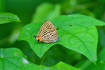 Fototapeta na wymiar 初夏に雑木林や公園で見られるオレンジ色の翅が美しい小さなチョウ、ウラナミアカシジミ