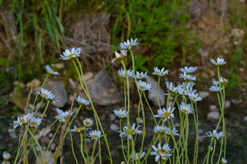 Flower weeds