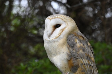 フクロウのクローズアップ