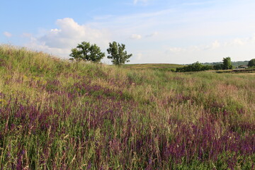 A field of purple flowers with Midewin National Tallgrass Prairie in the background