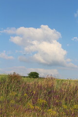 A field of grass