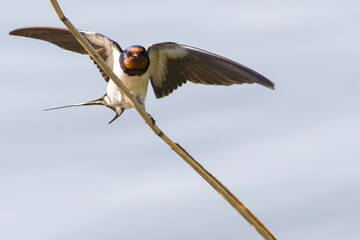 Rauchschwalbe an der Ostsee