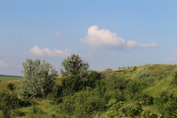 A forest of trees