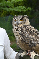 フクロウのクローズアップ