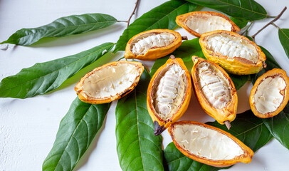 Top view of half-ripe cacao pods and white cocoa seed with green cocoa leaf on white background