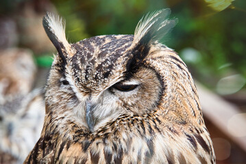 フクロウのクローズアップ