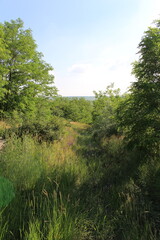 A grassy area with trees and bushes