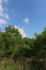 A group of trees with blue sky and clouds