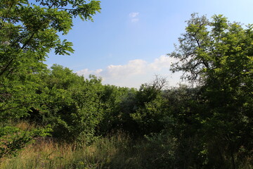 A group of trees in a grassy area