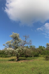 Obraz premium A tree in a field