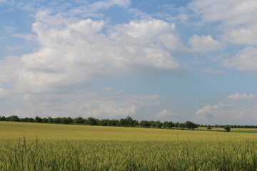 Obraz premium A large field of grass