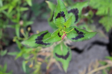 A green insect on a leaf