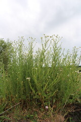 A close-up of some plants