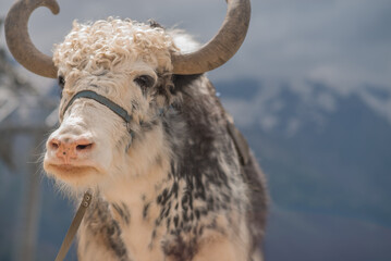 Big bull, bison, yak. High up in the mountains. Wild mountain animals. Mountains in the clouds....